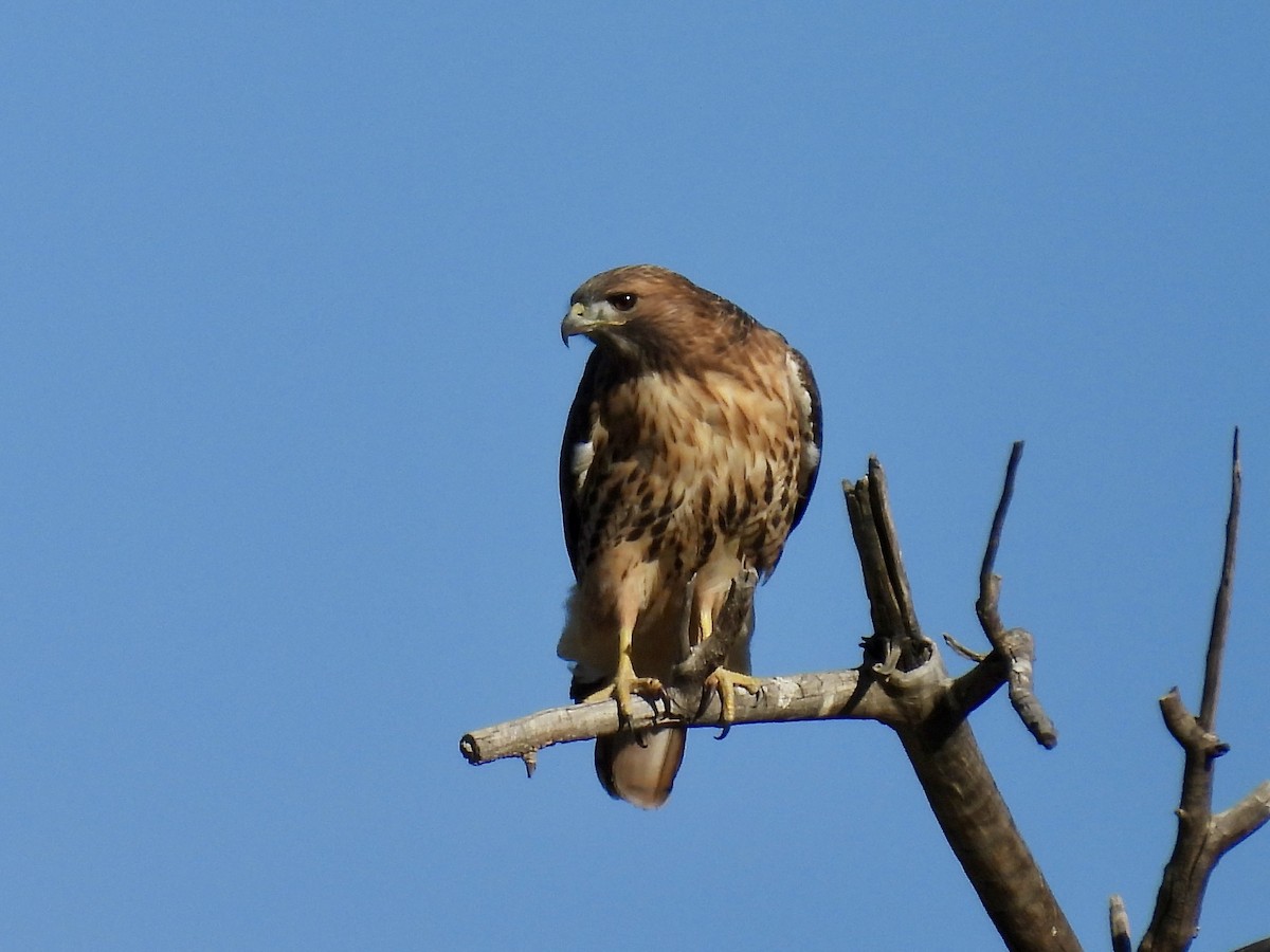 Red-tailed Hawk - ML645549248