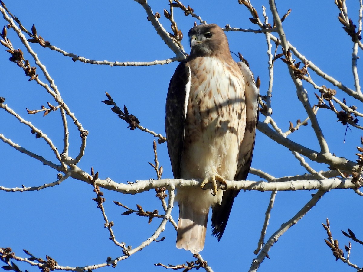 Red-tailed Hawk - ML645549249
