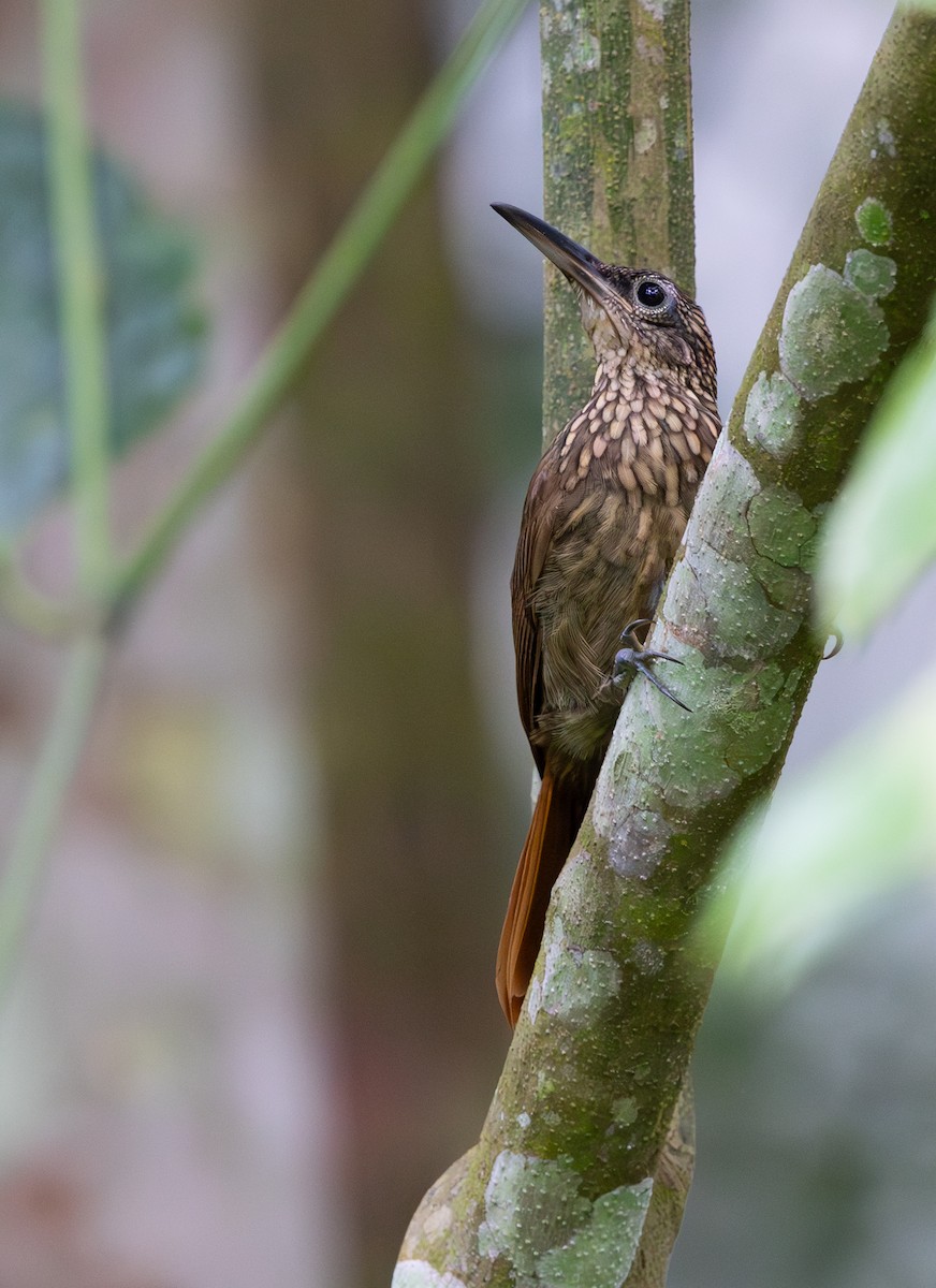 Cocoa Woodcreeper - ML645549250