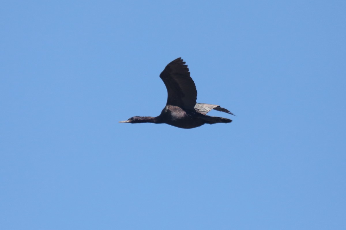 Pelagic Cormorant - ML645549252