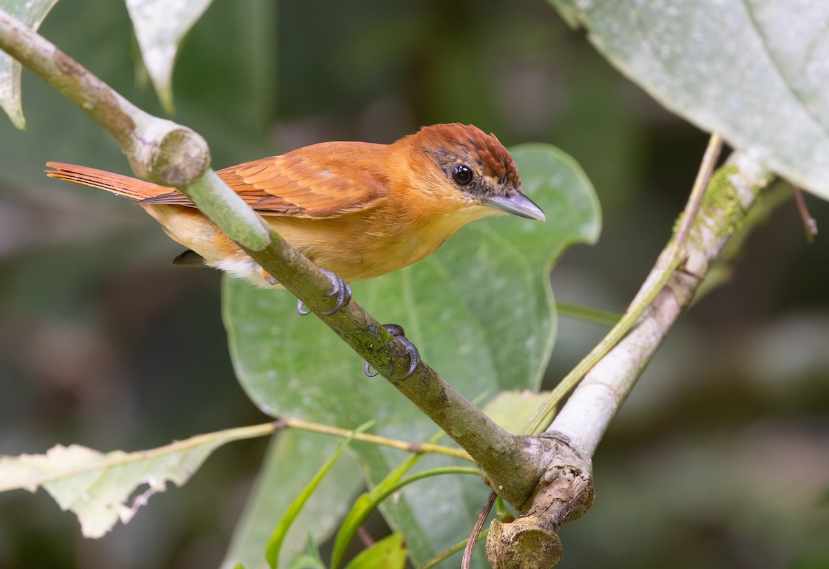 Cinnamon Becard - ML645549254