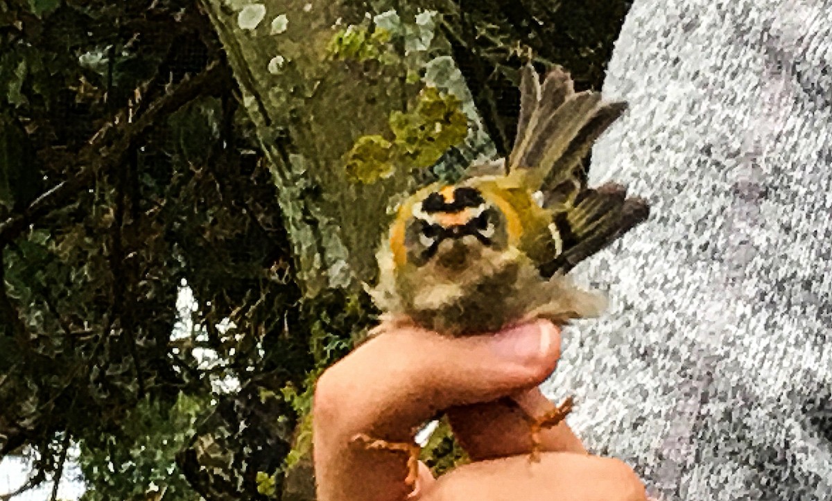 Common Firecrest - ML645549256