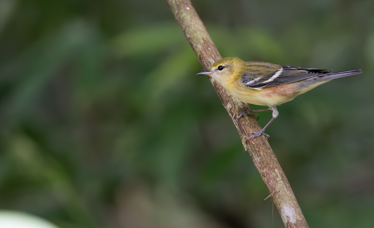 Bay-breasted Warbler - ML645549257