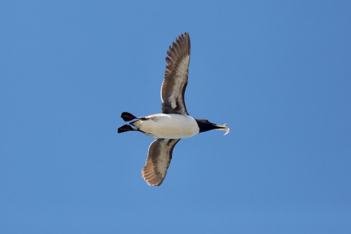 Common Murre - ML645549261