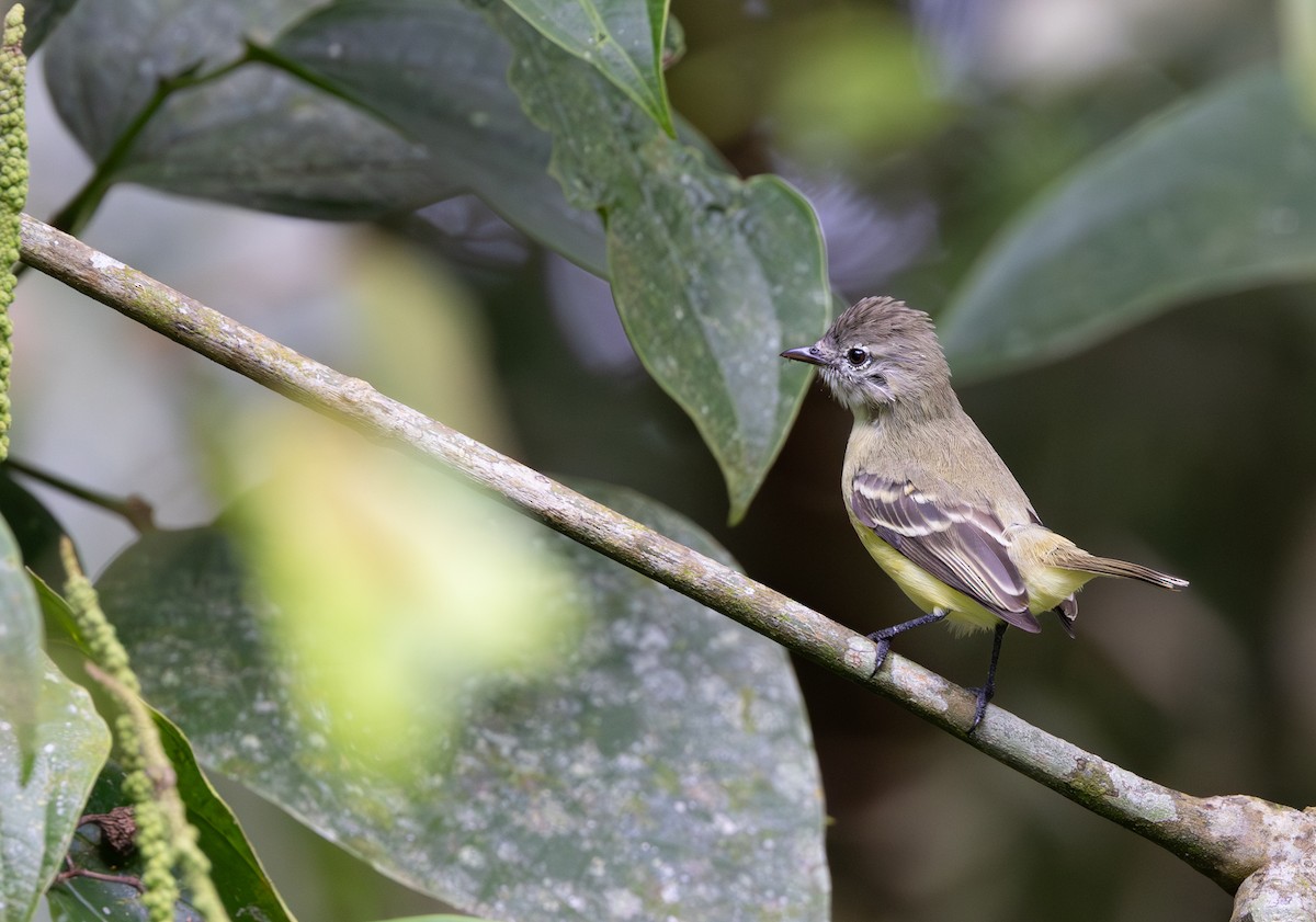 Southern Beardless-Tyrannulet (Central American) - ML645549262