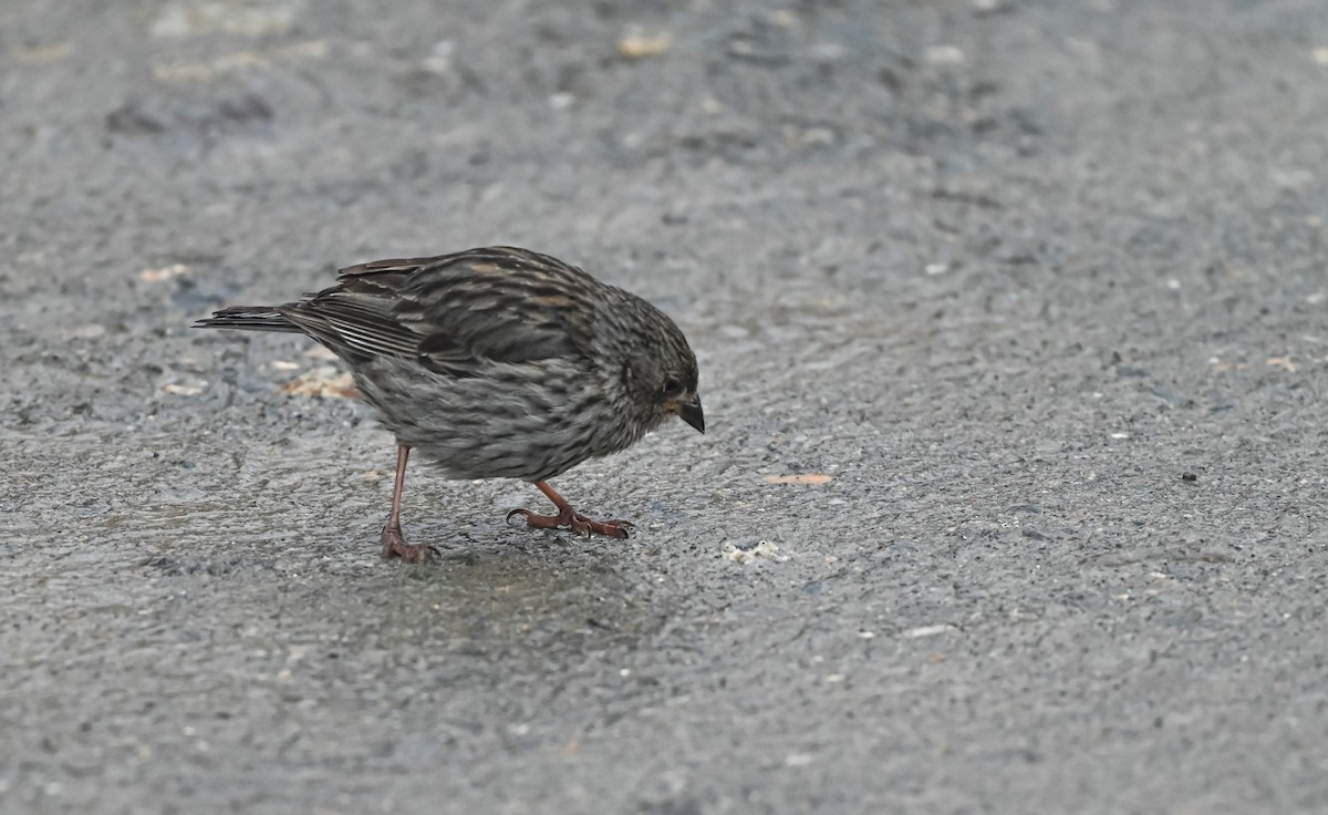 Plumbeous Sierra Finch - ML645549263