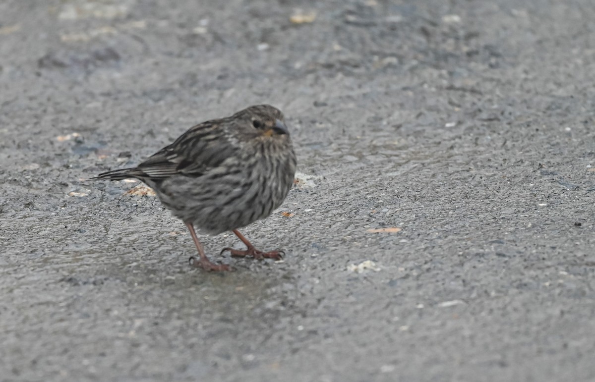 Plumbeous Sierra Finch - ML645549264