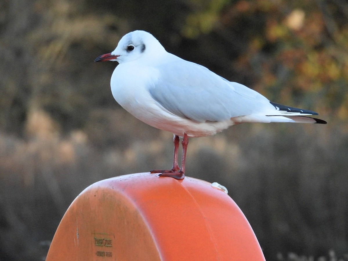 Black-headed Gull - ML645549265