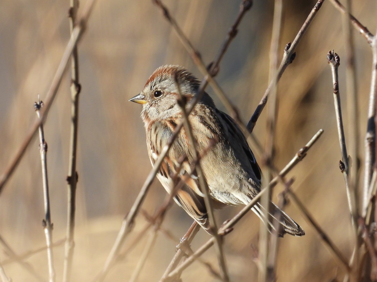 American Tree Sparrow - ML645549266