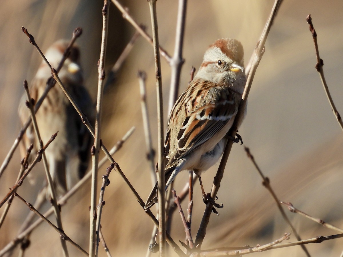 American Tree Sparrow - ML645549267