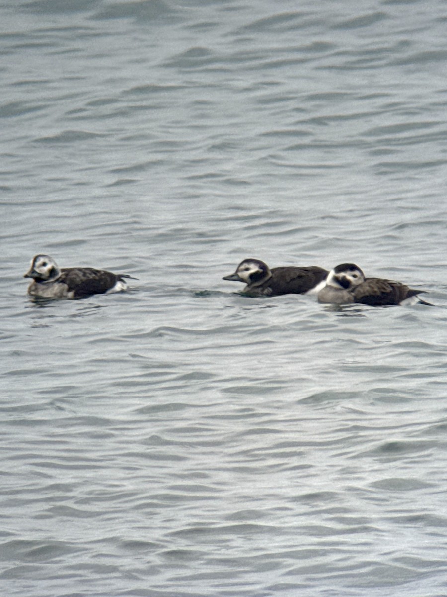 Long-tailed Duck - ML645549269