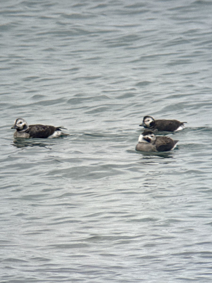 Long-tailed Duck - ML645549270