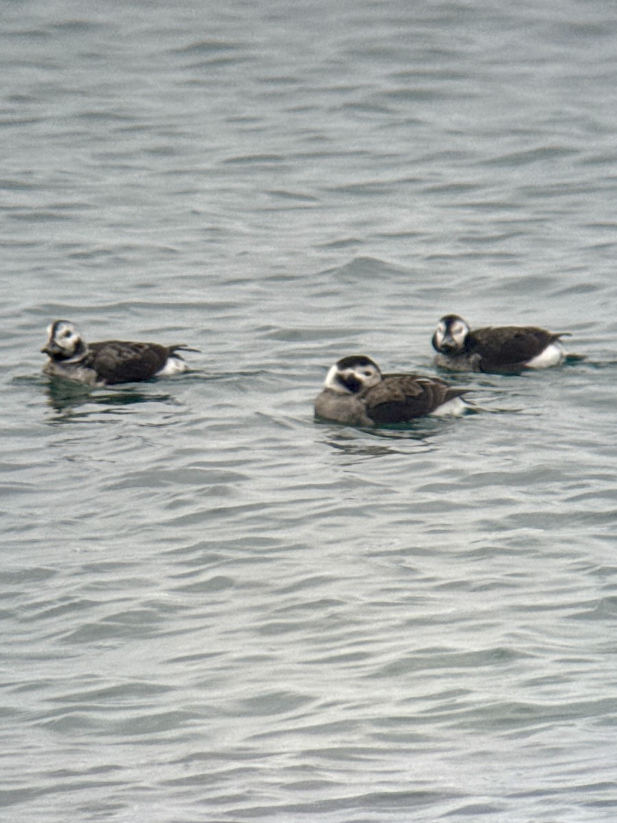 Long-tailed Duck - ML645549271