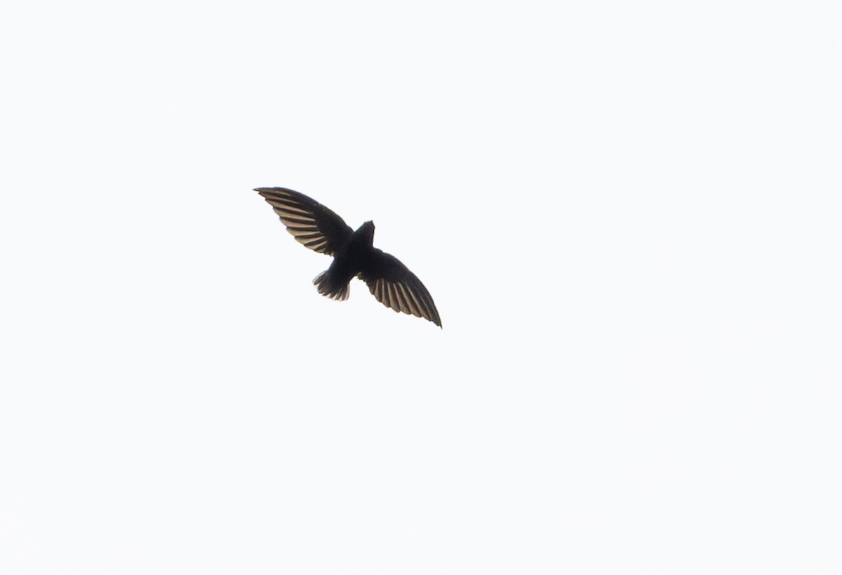 Short-tailed Swift - ML645549272