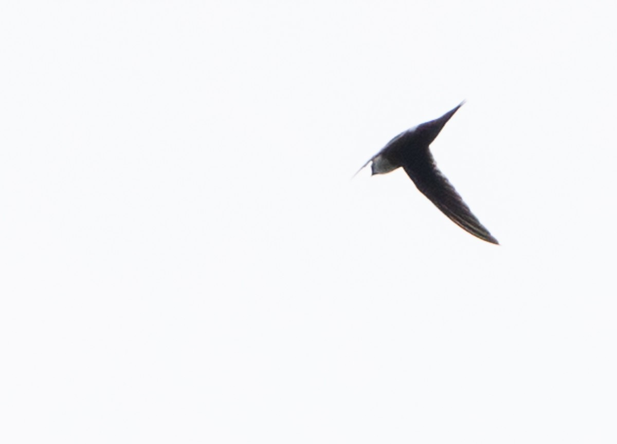 Lesser Swallow-tailed Swift - ML645549273