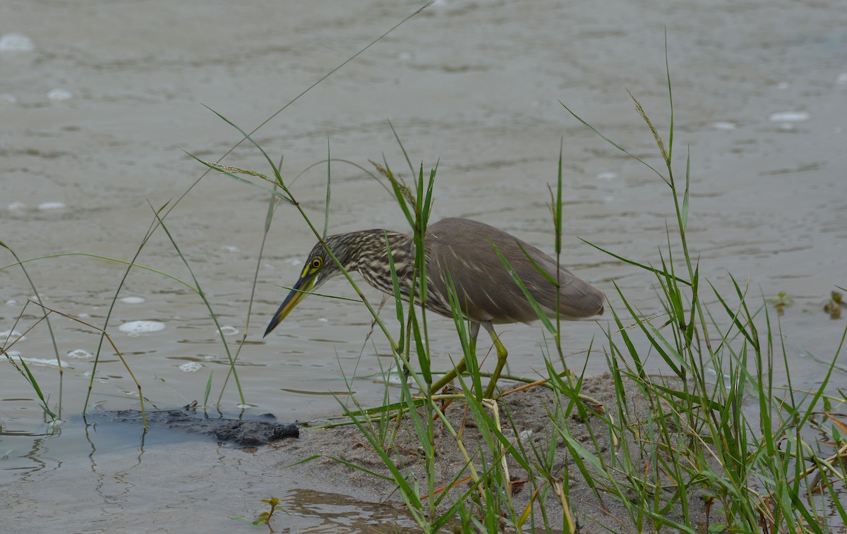 Indian Pond-Heron - ML645549274