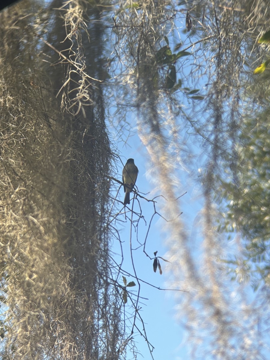 Eastern Phoebe - ML645549277
