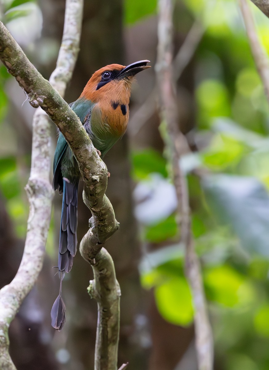 Broad-billed Motmot - ML645549278