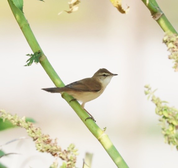 Paddyfield Warbler - ML645549279