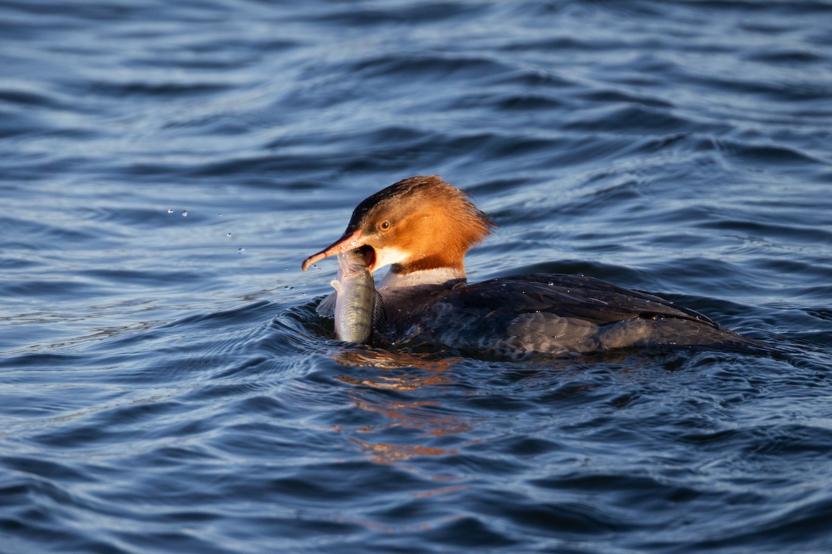 Common Merganser - ML645549280