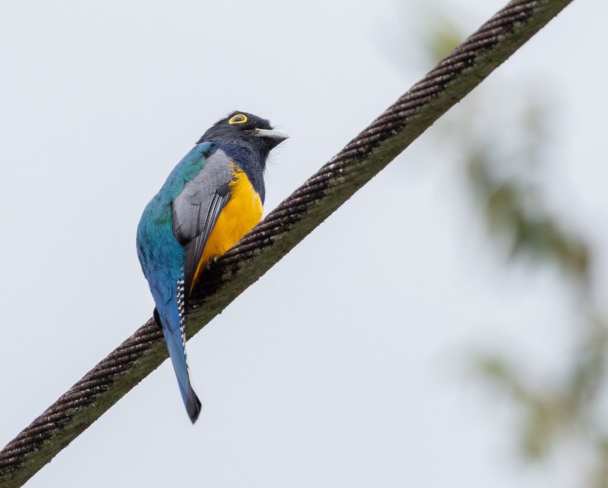 Gartered Violaceous Trogon - ML645549281