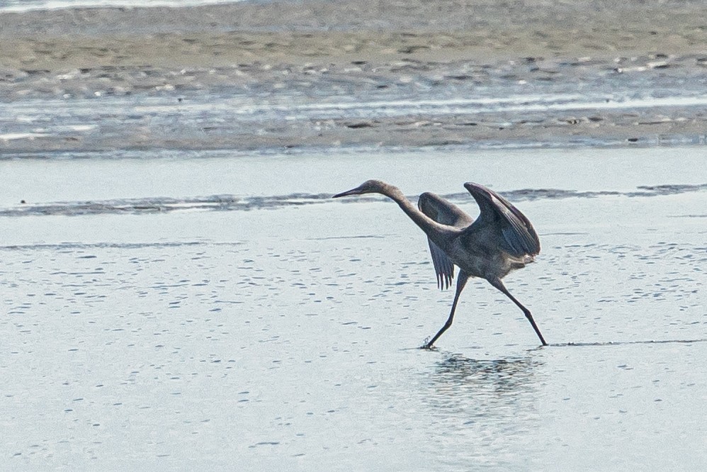 Reddish Egret - ML645549282