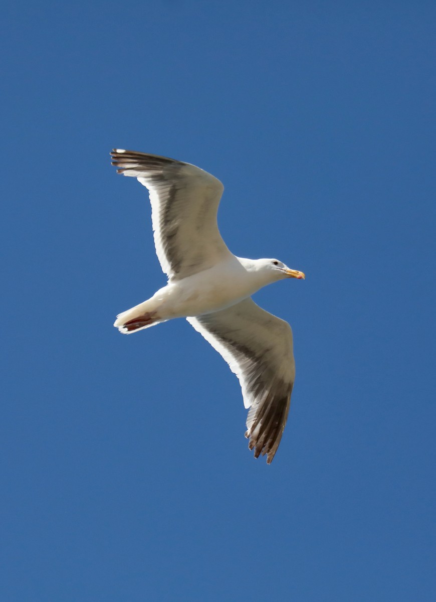 Western Gull - ML645549283