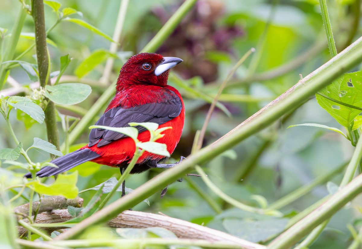 Crimson-backed Tanager - ML645549284