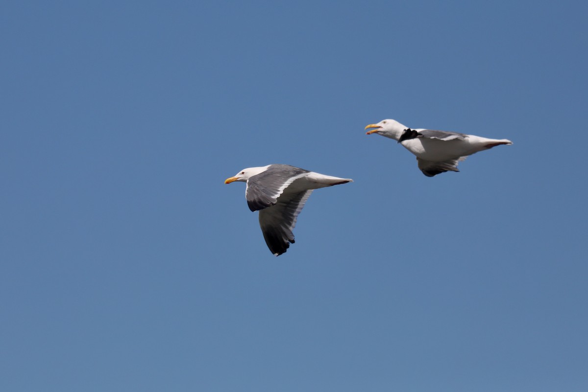 Western Gull - ML645549287