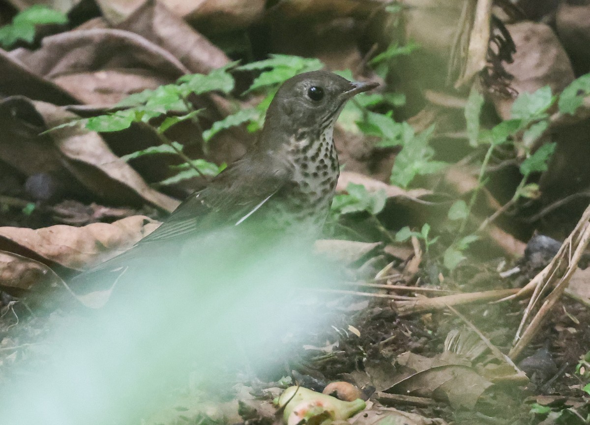 Grauwangen-Musendrossel - ML645549292