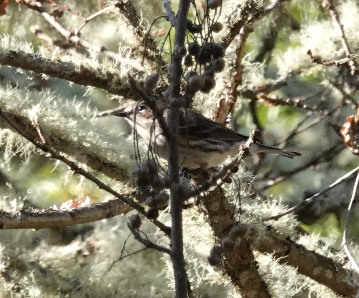 Yellow-rumped Warbler (Myrtle) - ML645549297