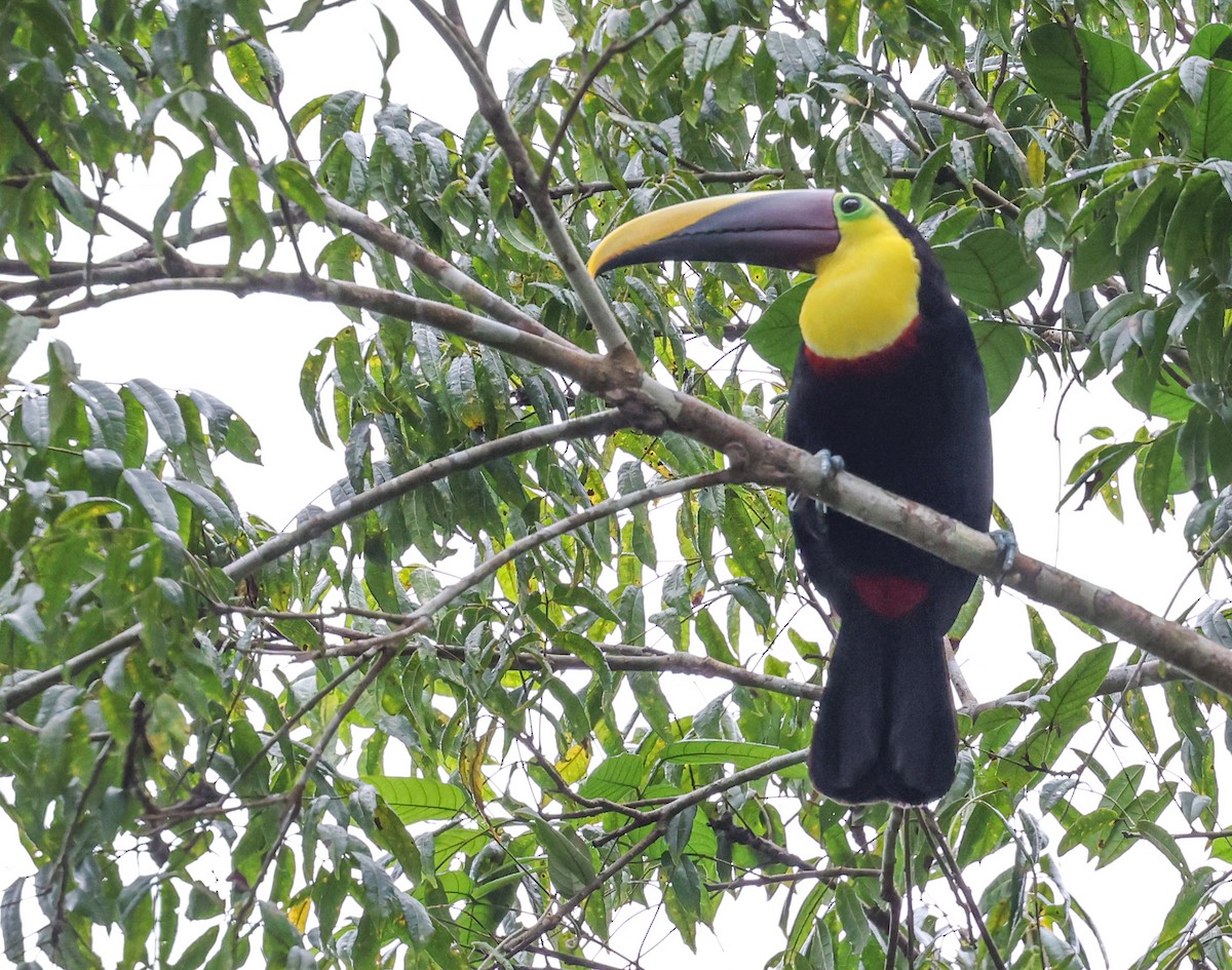 Yellow-throated Toucan (Chestnut-mandibled) - ML645549298