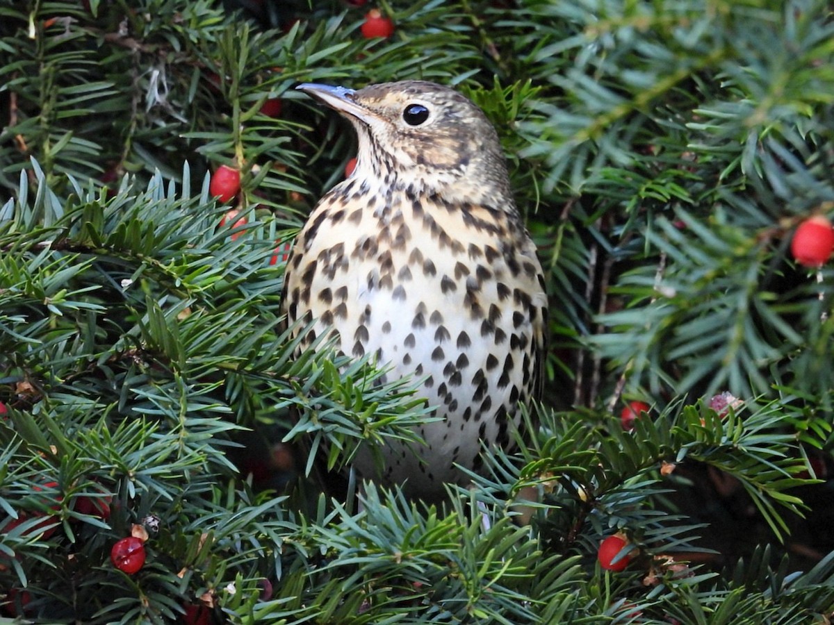 Song Thrush - ML645549307