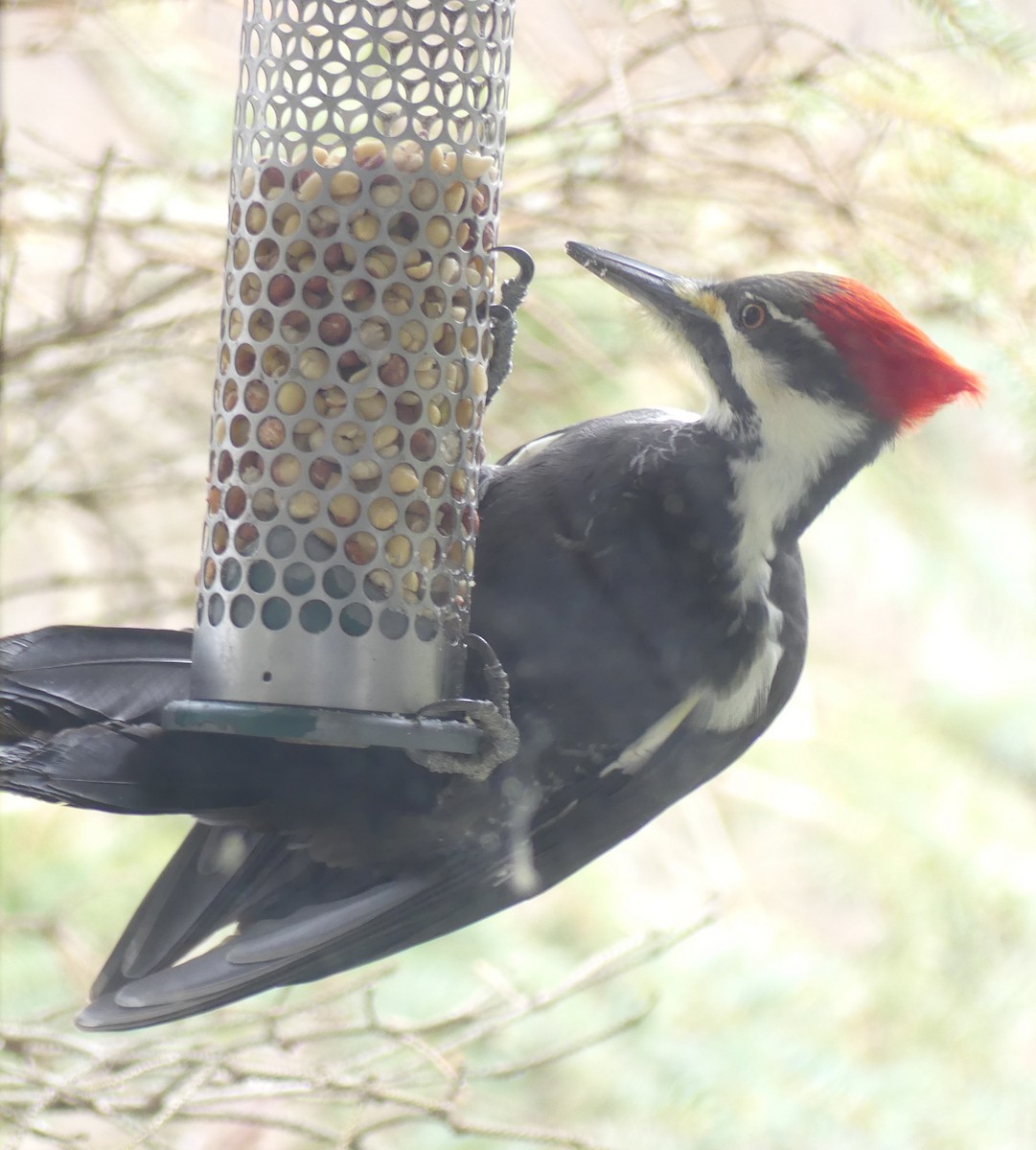 datel chocholatý - ML645549316