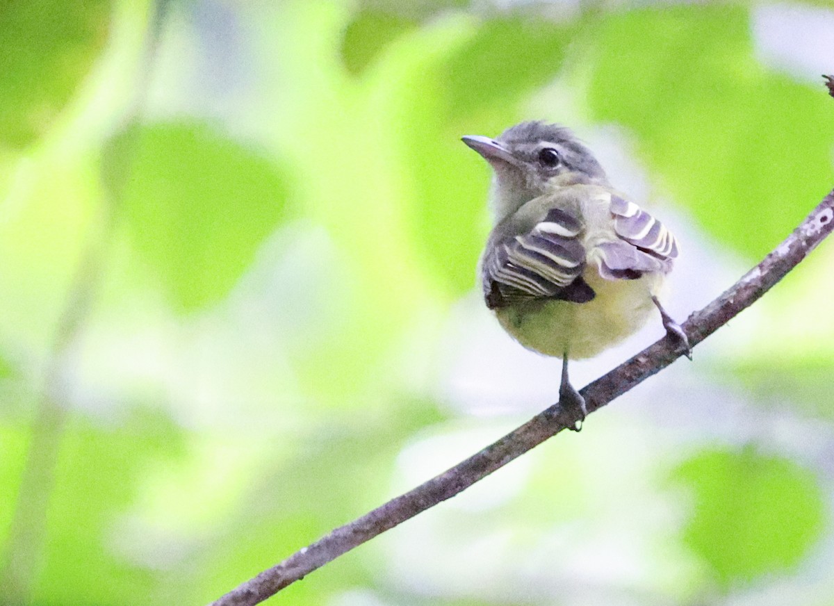 Yellow-winged Flatbill - ML645549317