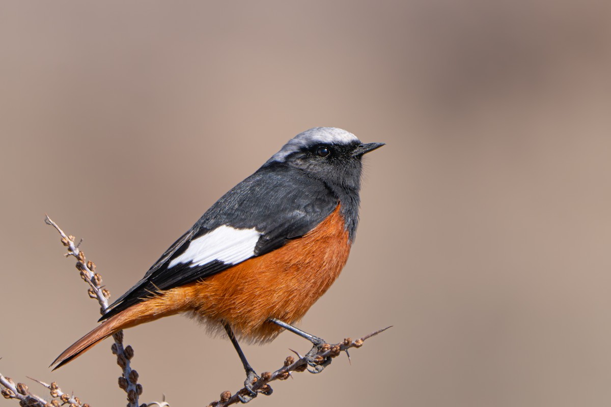 White-winged Redstart - ML645549319