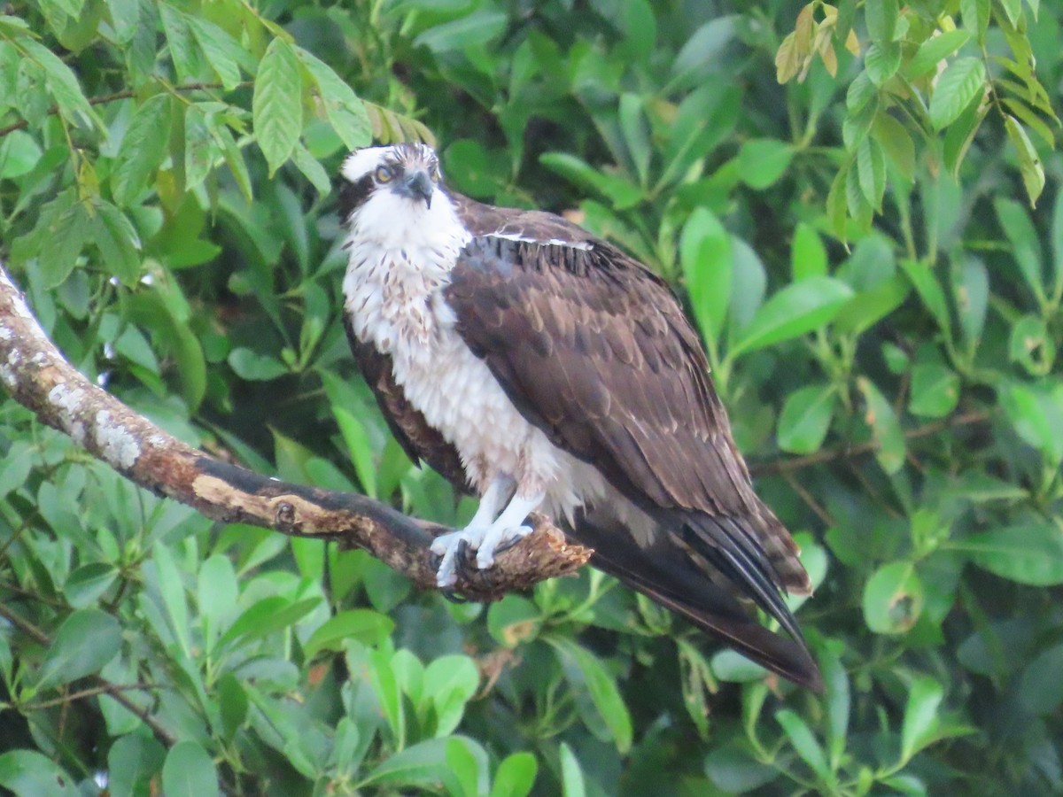 Osprey - ML645549320