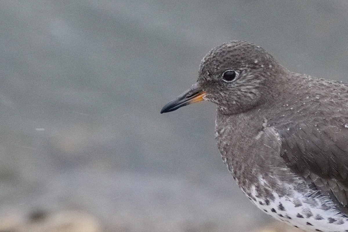 Surfbird - ML645549321