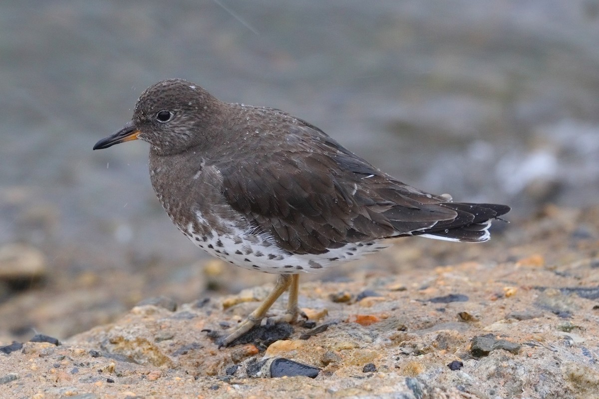 Surfbird - ML645549322