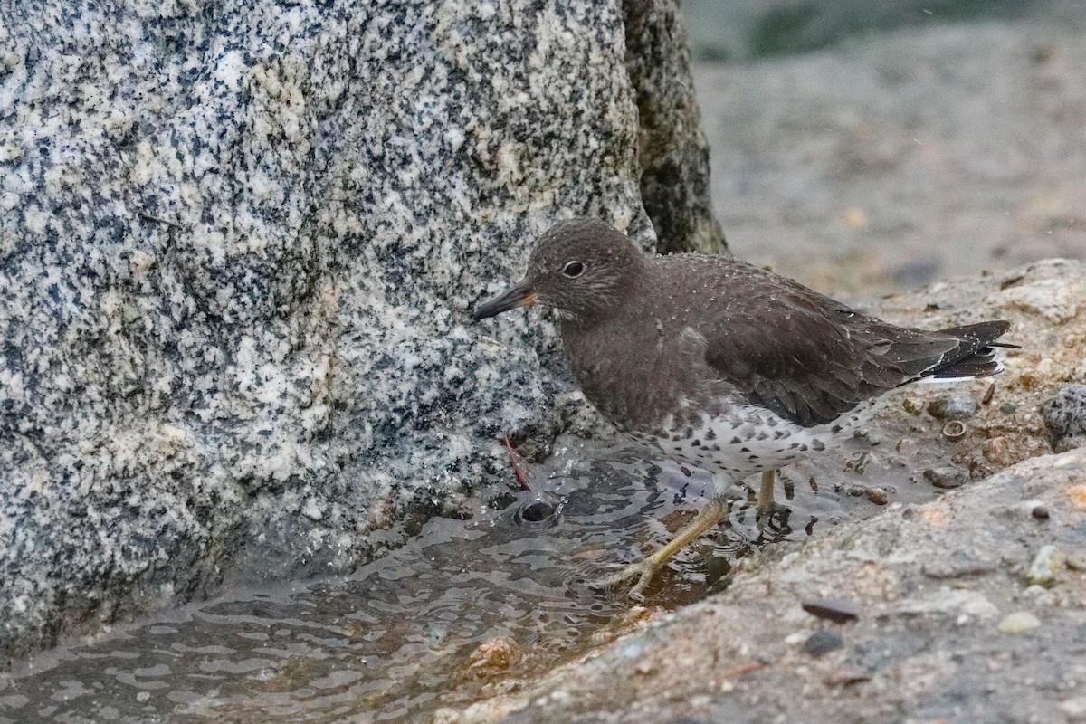 Surfbird - ML645549323