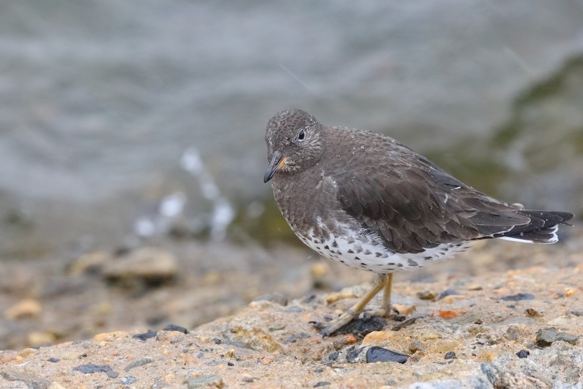 Surfbird - ML645549324