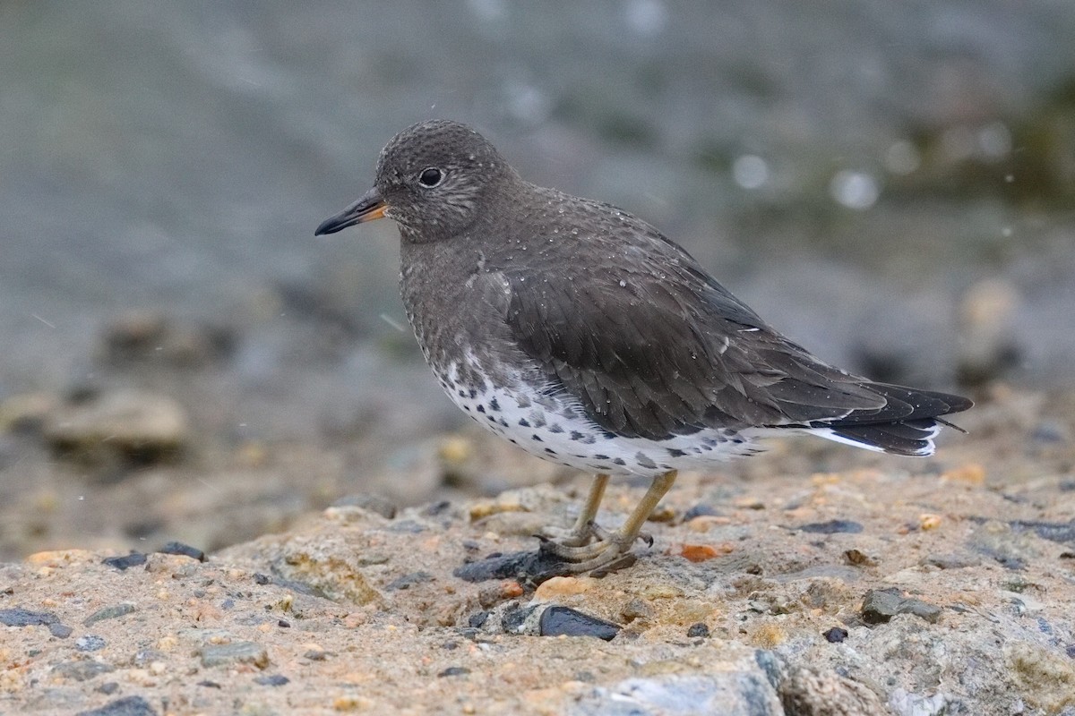 Surfbird - ML645549325