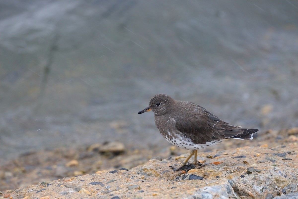 Surfbird - ML645549326