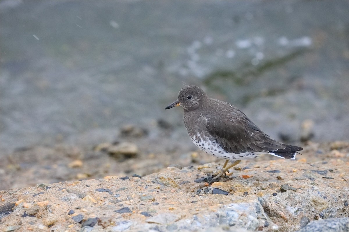 Surfbird - ML645549327