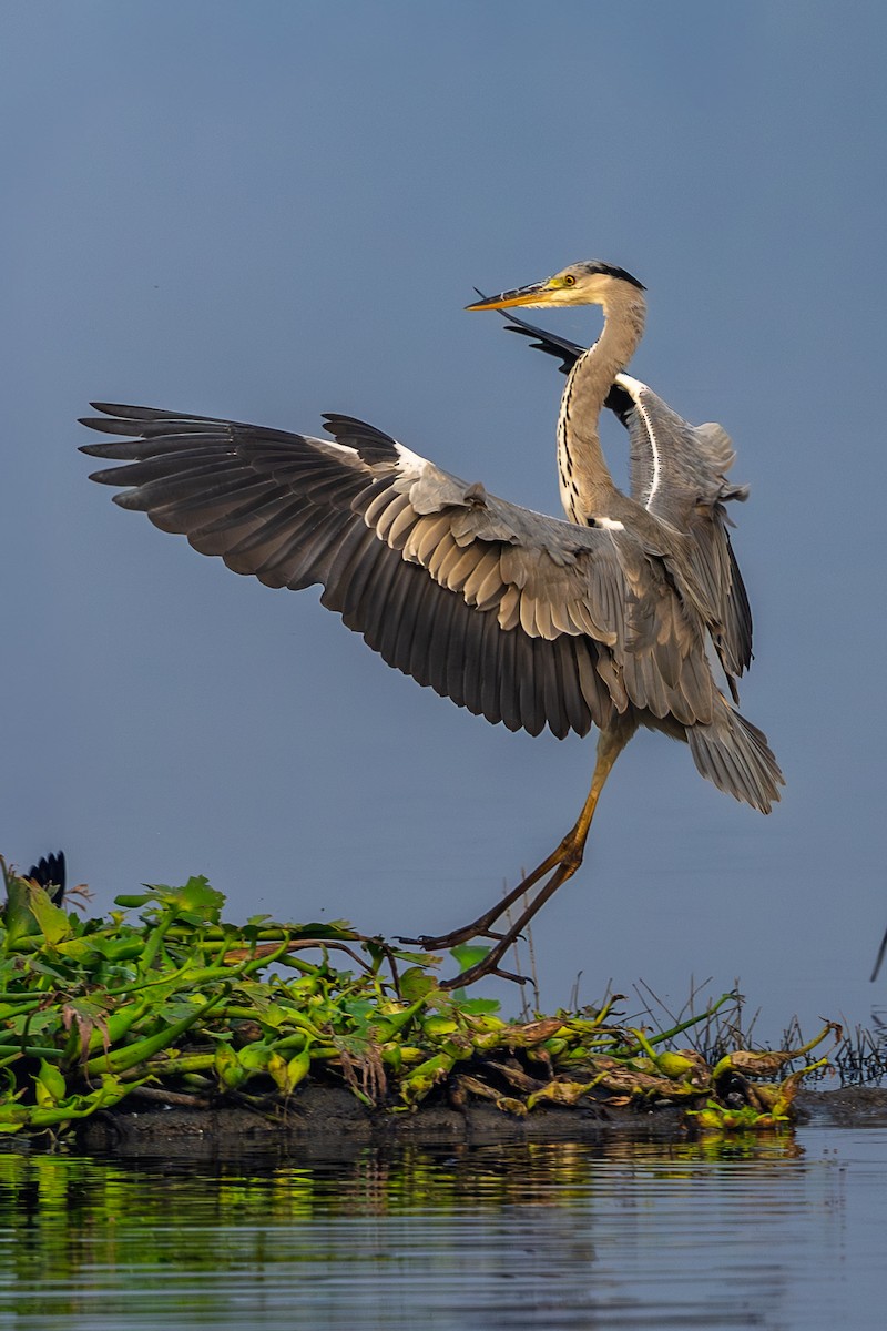 Gray Heron - ML645549328