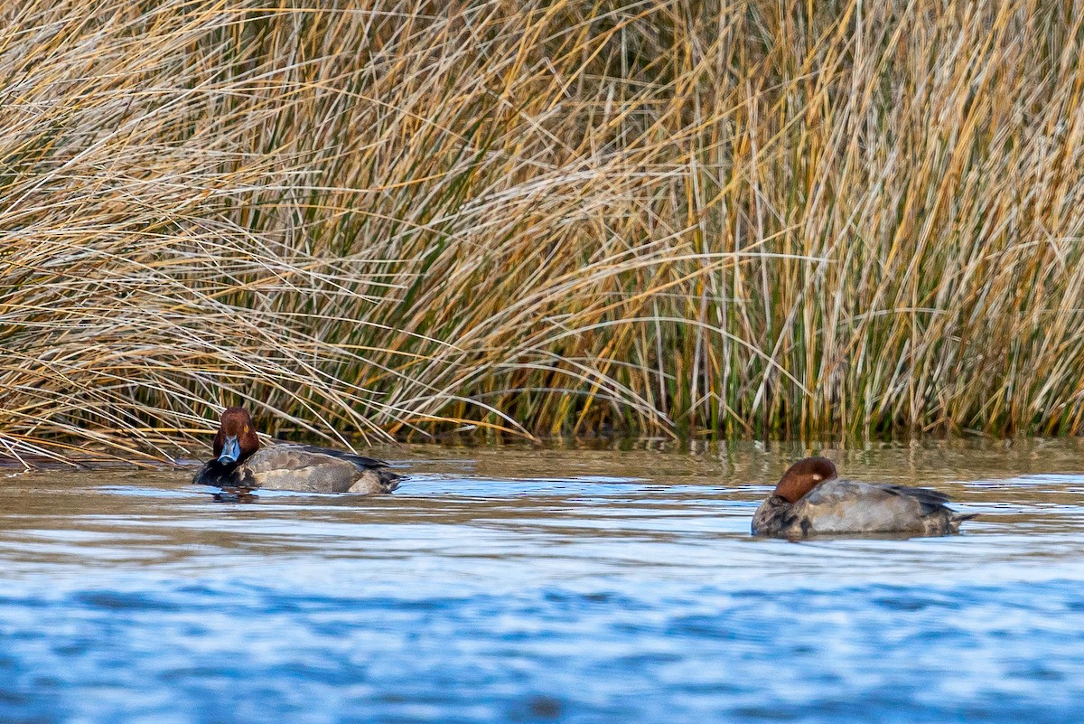 Redhead - ML645549329