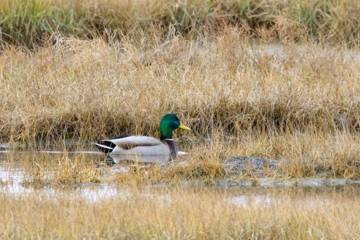 Mallard - ML645549331
