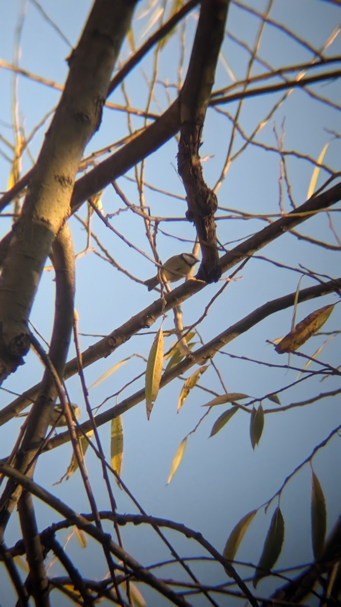 Eurasian Blue Tit - ML645549332