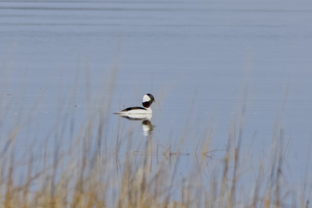 Bufflehead - ML645549335