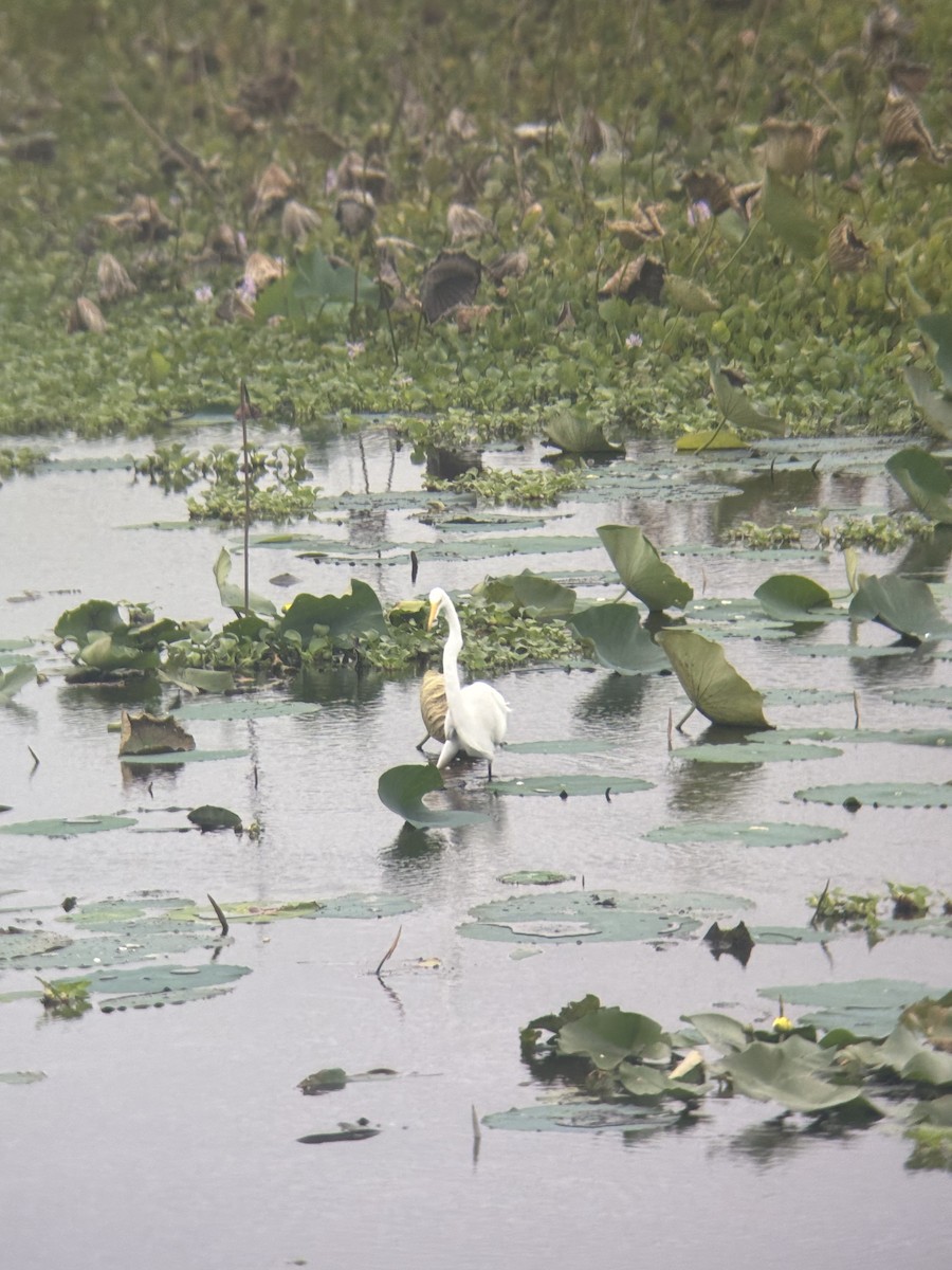Great Egret - ML645549336